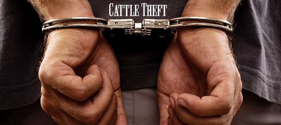 Texan Man Arrested on Felony Theft Charges Following Faulty Cattle Purchase
