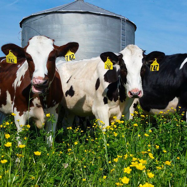 The American Dairy Association North East has appointed John Chrisman as its new Chief Executive Officer