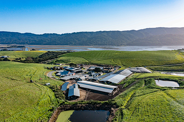 Point Reyes Farmstead Cheese Co. is celebrating a pivotal milestone as the cheesemaker eclipses its 25th anniversary this year