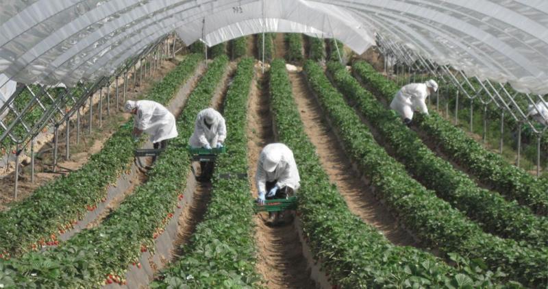 Orchard House Foods sources and prepares in-season, ethically-grown fresh fruits from around the globe.