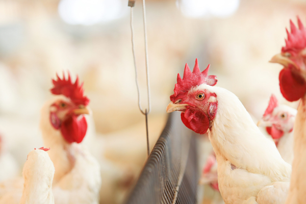 Industry leader Wayne-Sanderson Farms has announced the acquisition of Georgia-based Harrison Poultry, a major producer of high-quality chicken