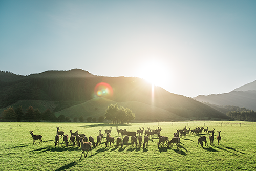 In addition to its operational improvements, Silver Fern Farms invested $12 million in 2020 in many health and safety projects