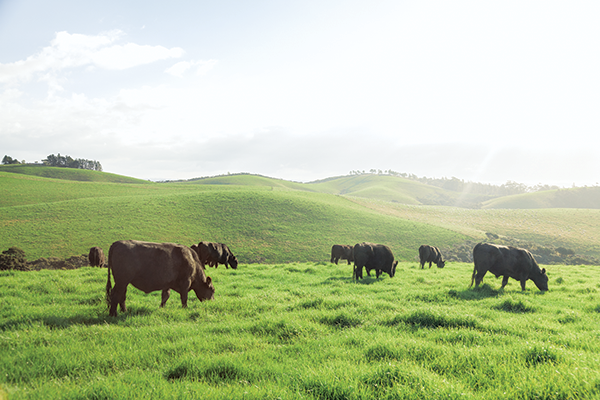 The 100 percent grass-fed products help reduce Silver Fern Farms' carbon footprint while offering the same meat-like taste many consumers crave